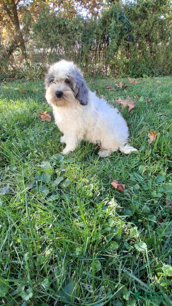 Cockapoo dogs for sale: Milo - Ad 2