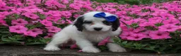 Cavapoo dogs for sale:  Parker🐾 - Ad 2