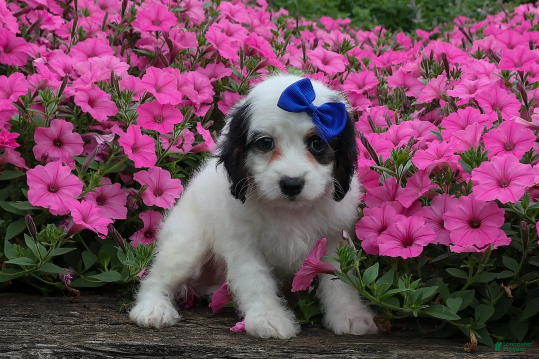 Cavapoo dogs for sale:  Parker🐾 - Ad 2