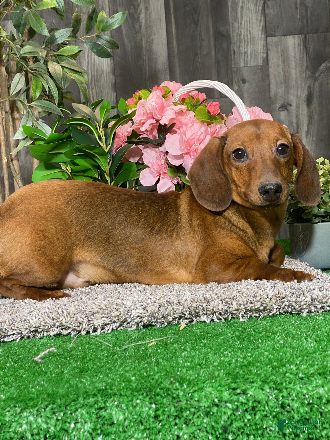 Dachshund dogs for sale: Dustin - Ad 3