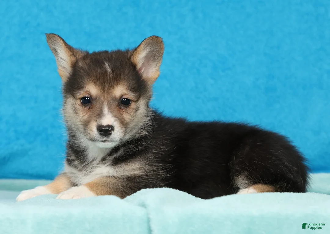 Welsh Corgi Pembroke dogs for sale: Black Gold - Ad 2