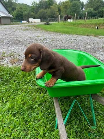 Miniature Dachshund dogs Tucker - Ad 2