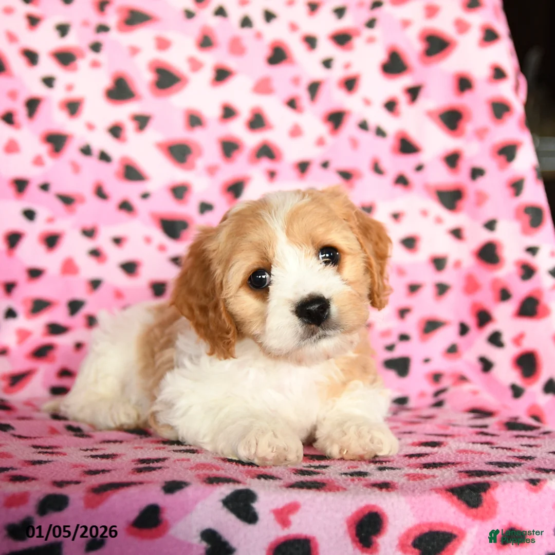 Cavachon dogs for sale: Betzy - Ad 3