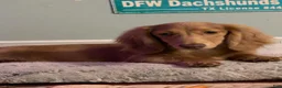 Dachshund dogs for sale: Dreamboat - Ad 3