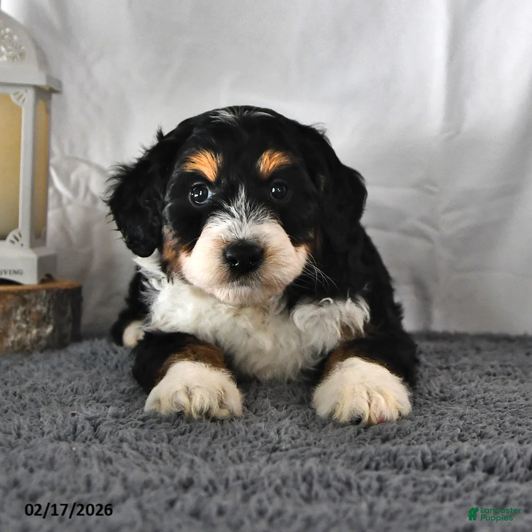 Mini Aussiedoodle dogs for sale: Lilly - Ad 3