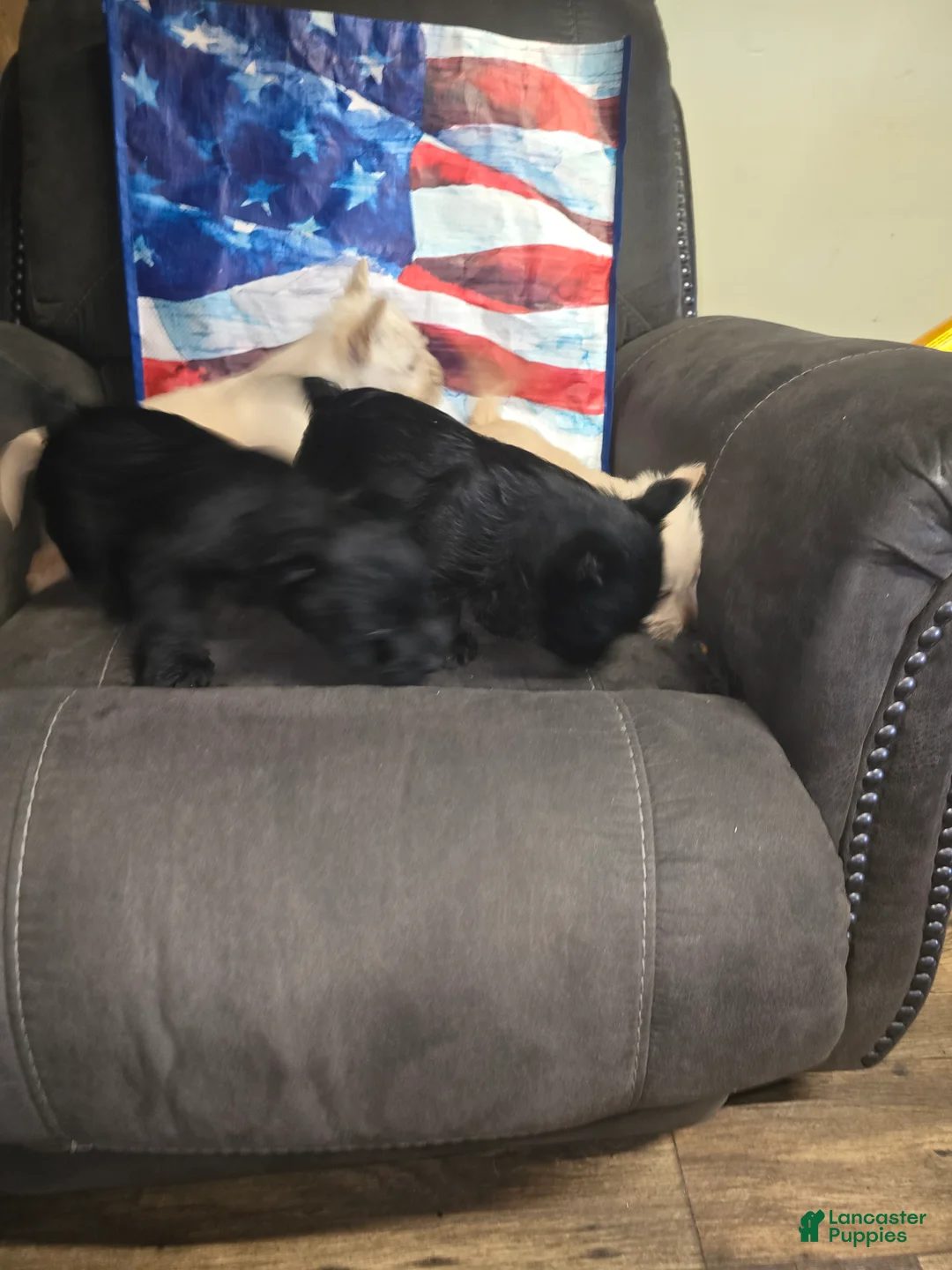 Scottish Terrier dogs for sale: Scottish Terrier 7 - Ad 1