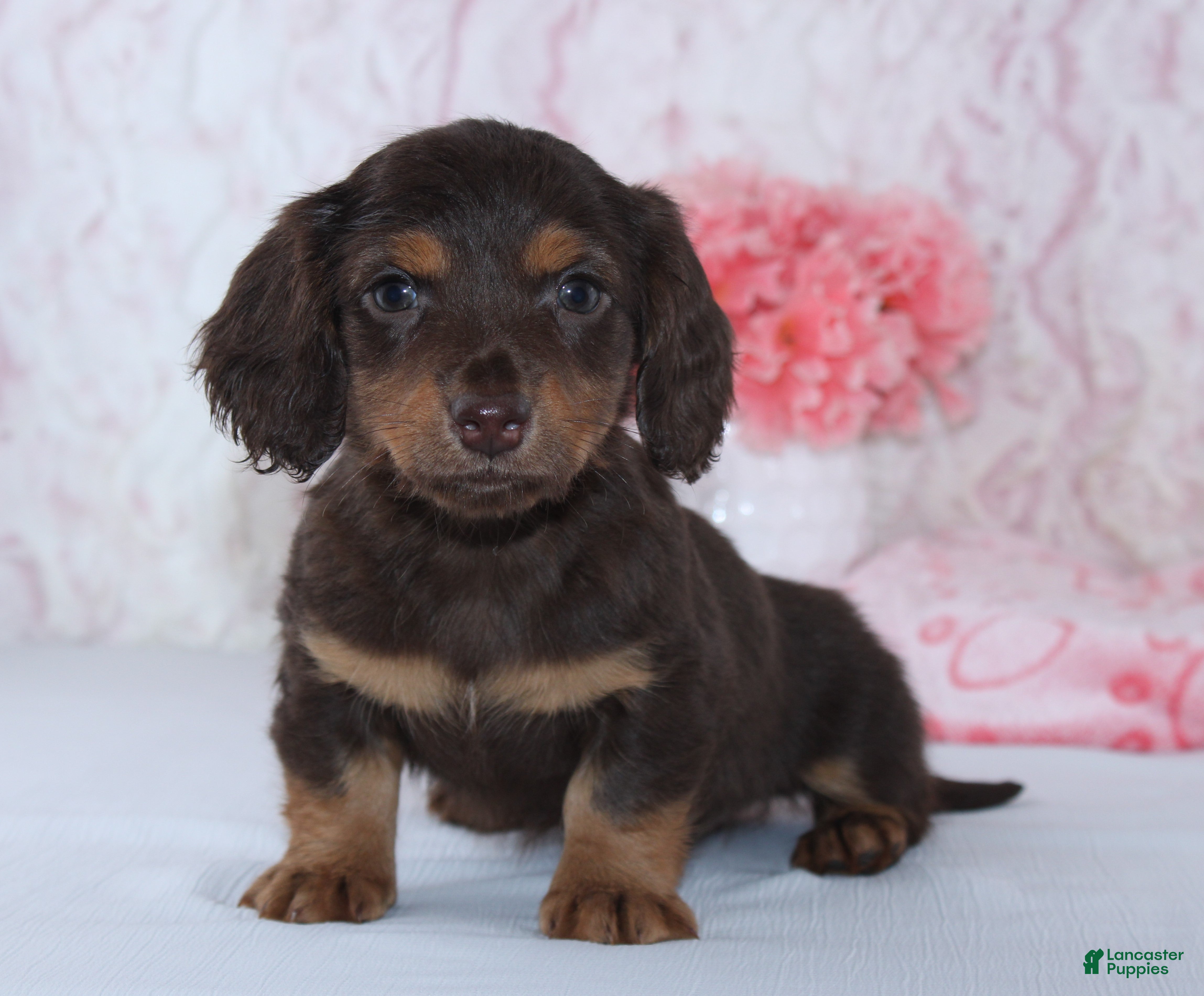 Miniature Dachshund dogs Beth - Ad 8