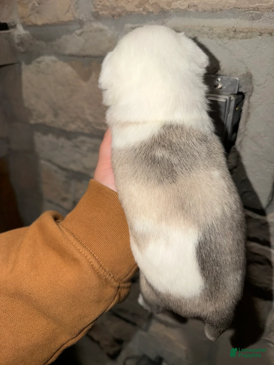 Pug dogs for sale: Reggie  - Ad 4