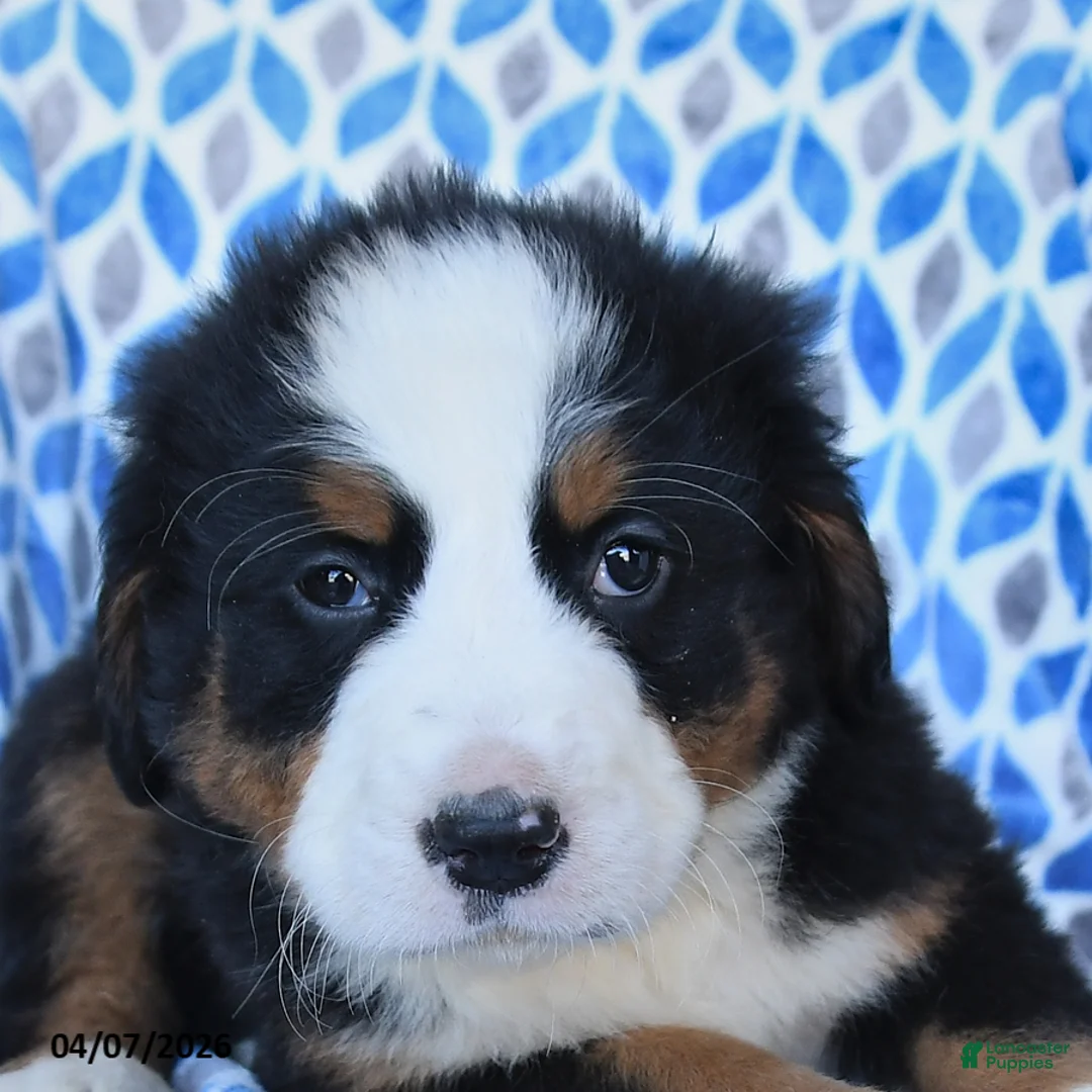 Bernese Mountain Dog dogs for sale: Jet - Ad 2