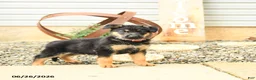 German Shepherd dogs for sale: Ludwig - Ad 3