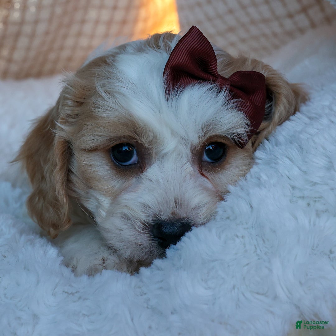 Cavachon dogs for sale: LONNIE - Ad 3