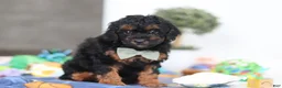 Miniature Poodle dogs for sale: Casey - Ad 3