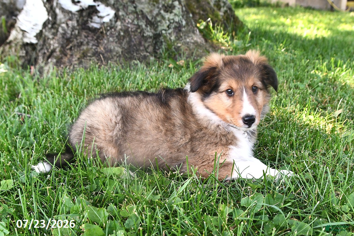Shetland Sheepdog dogs Charlotte - Ad 2