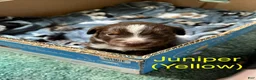 Australian Shepherd dogs for sale: Juniper - Ad 3