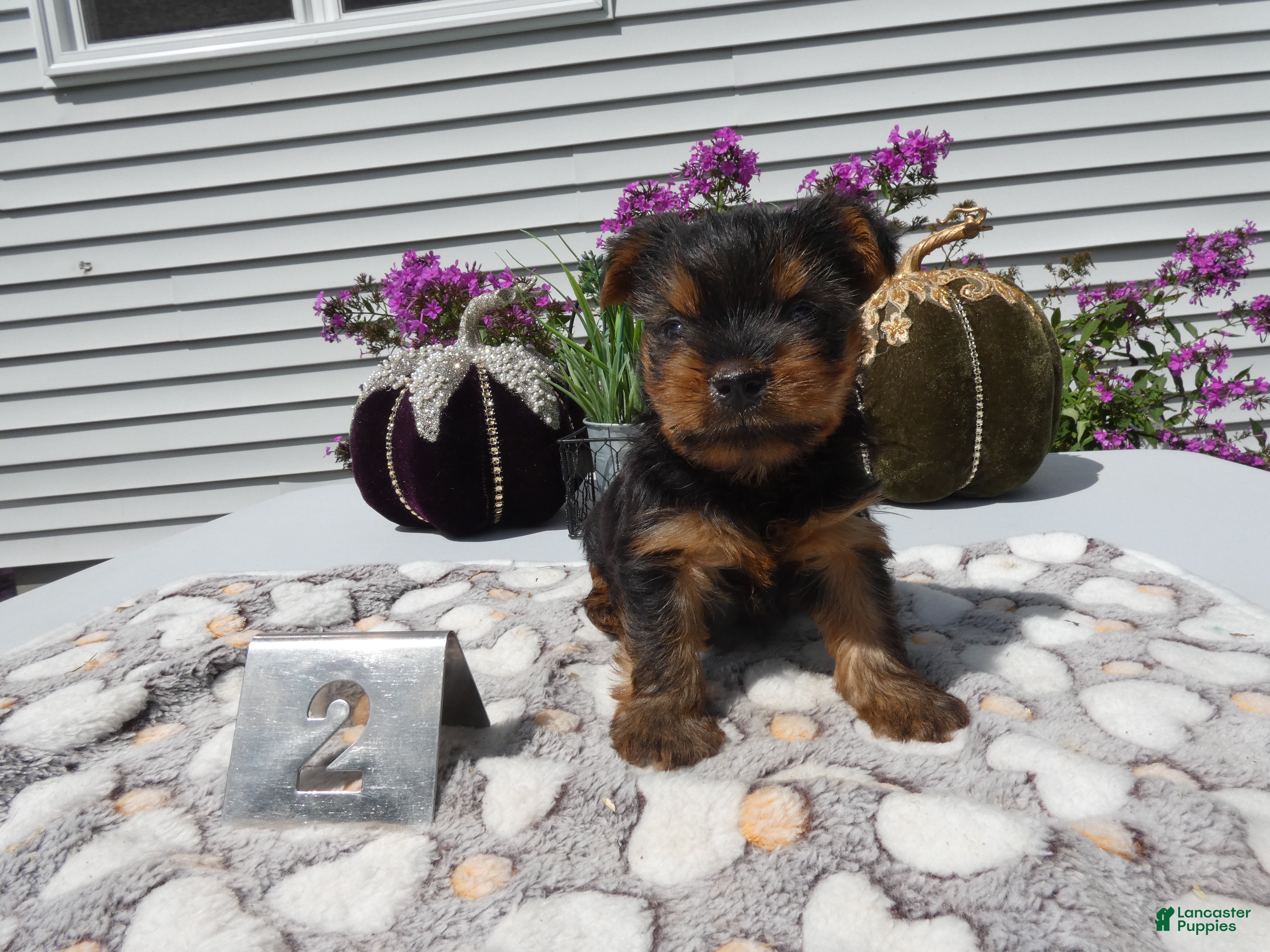 Yorkshire Terrier dogs Yorkshire Terrier 2 Willie - Ad 37