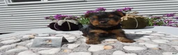 Yorkshire Terrier dogs for sale: Yorkshire Terrier 2 Willie - Ad 1