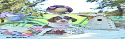 Miniature Dachshund dogs for sale: Dolly - Ad 3