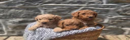 Irish Doodle dogs for sale: Irish Doodle 4 - Ad 3