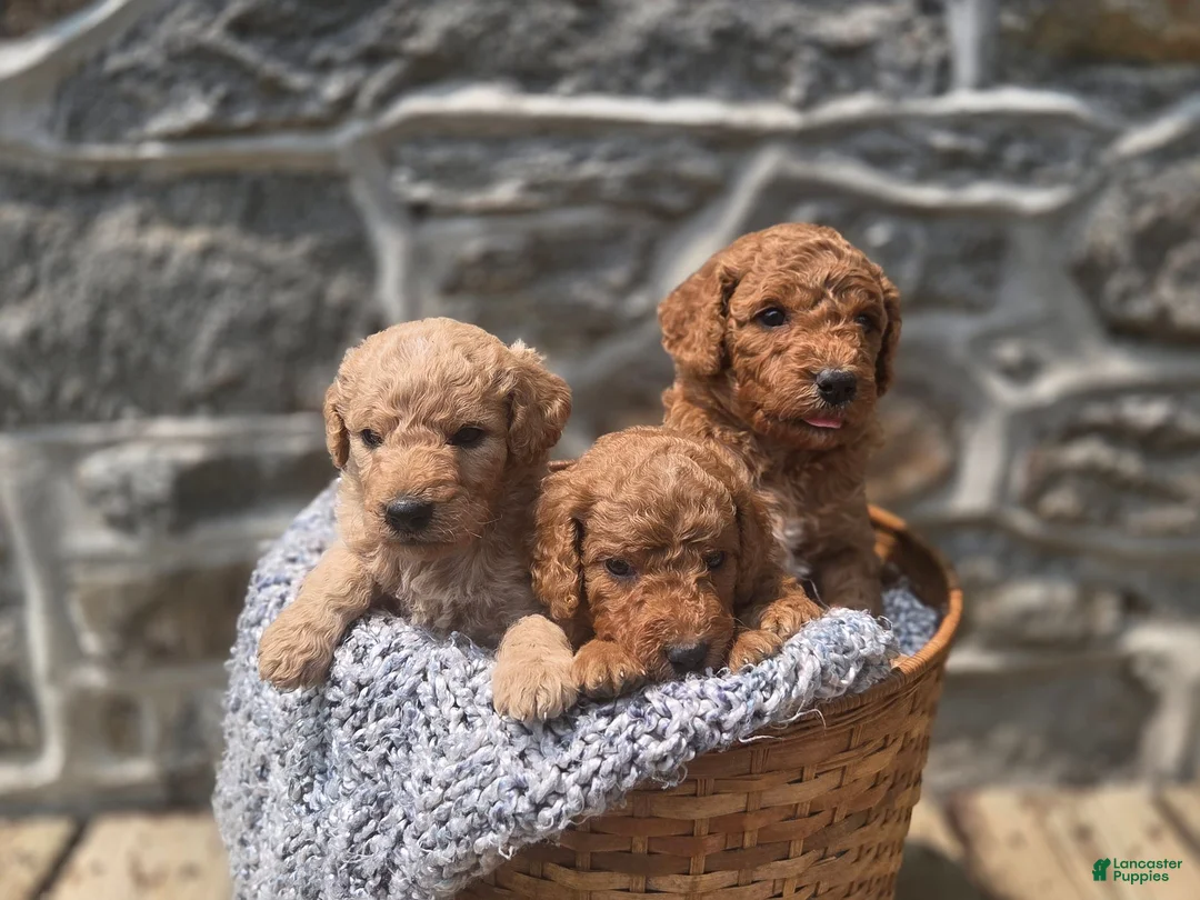 Irish Doodle dogs for sale: Irish Doodle 4 - Ad 3