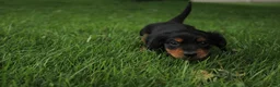 Dachshund dogs for sale: ISAIAH - Ad 3