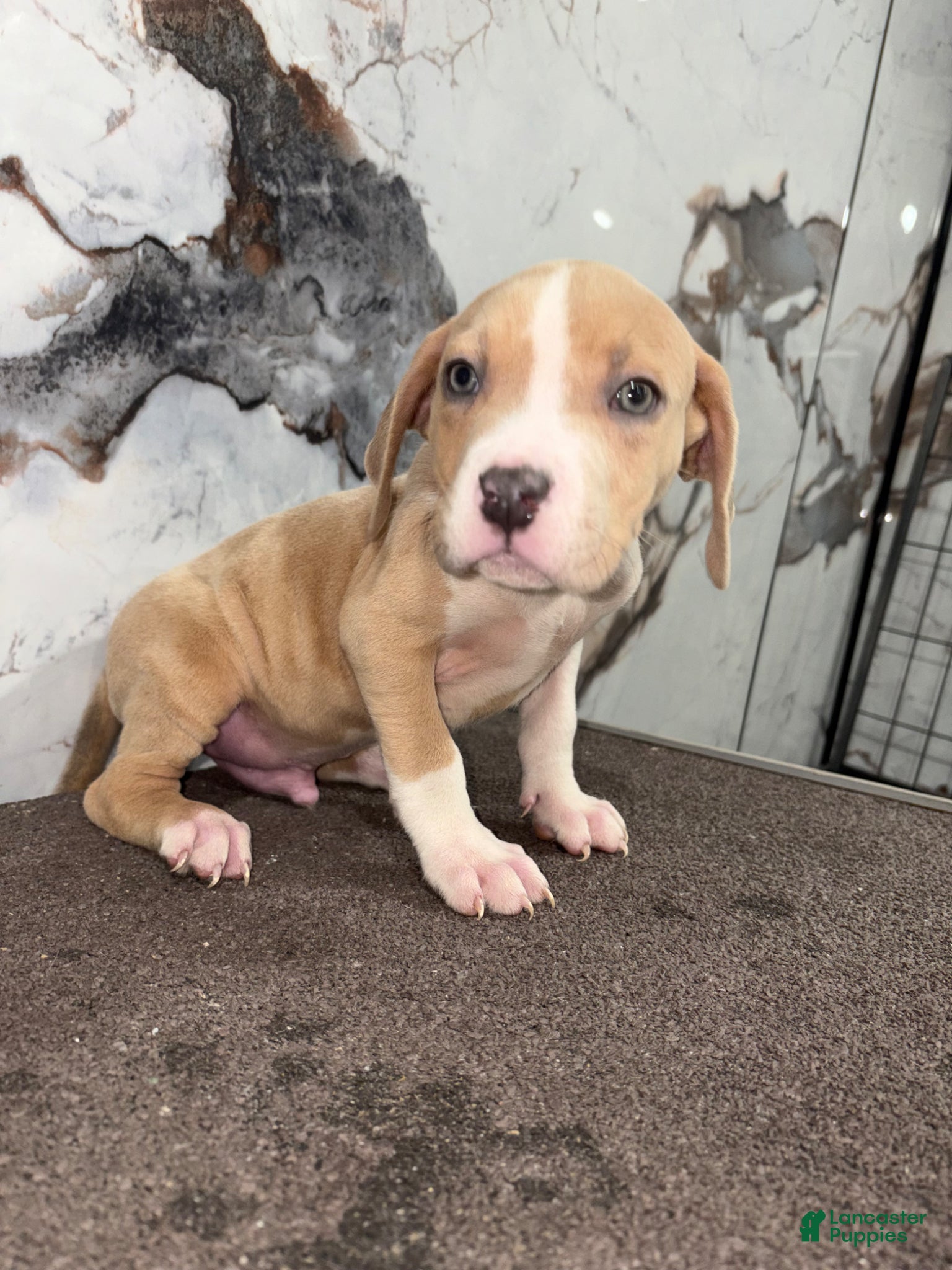 American Bully dogs for sale: Merle marly - Ad 2