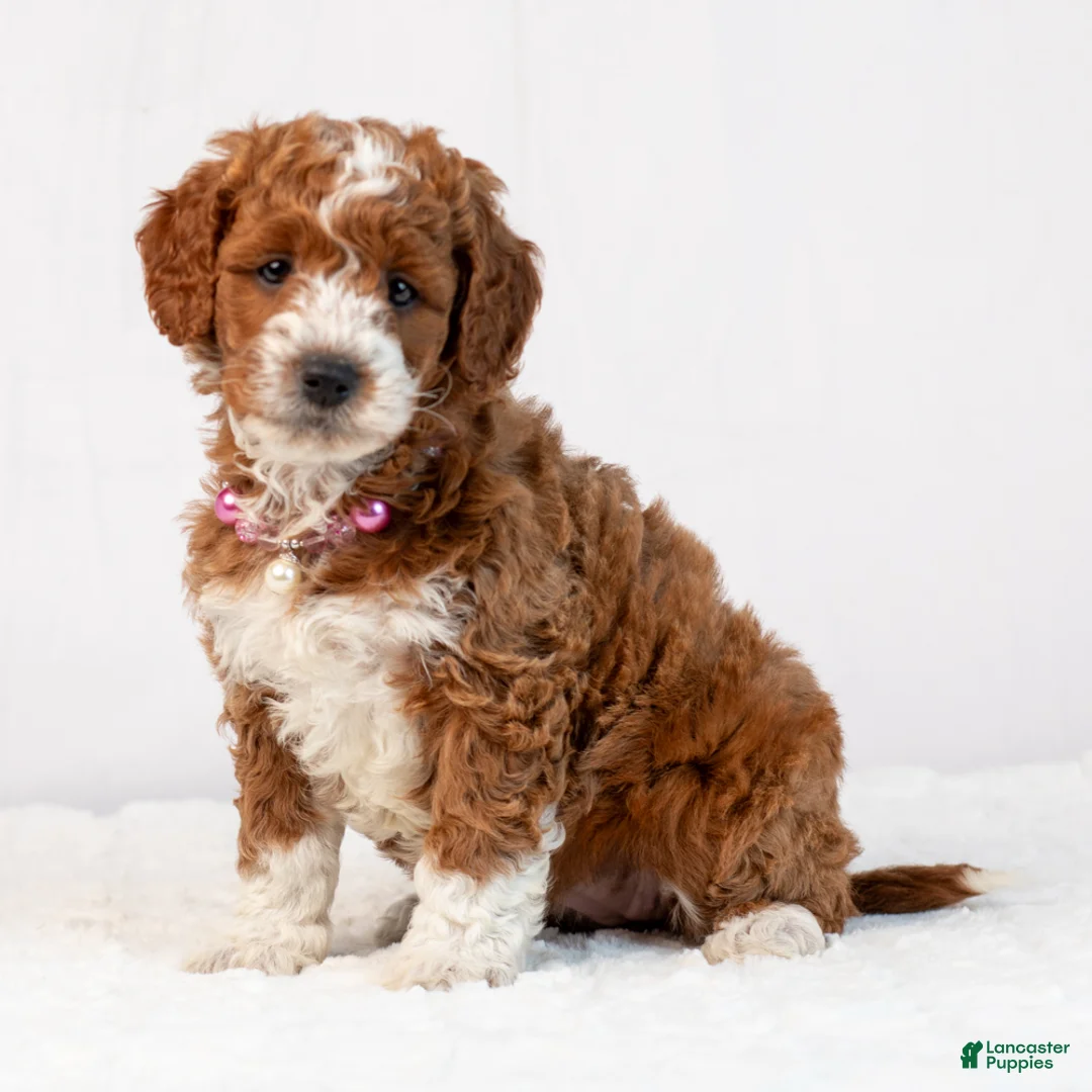 Mini Goldendoodle dogs for sale: Birdie - Ad 1