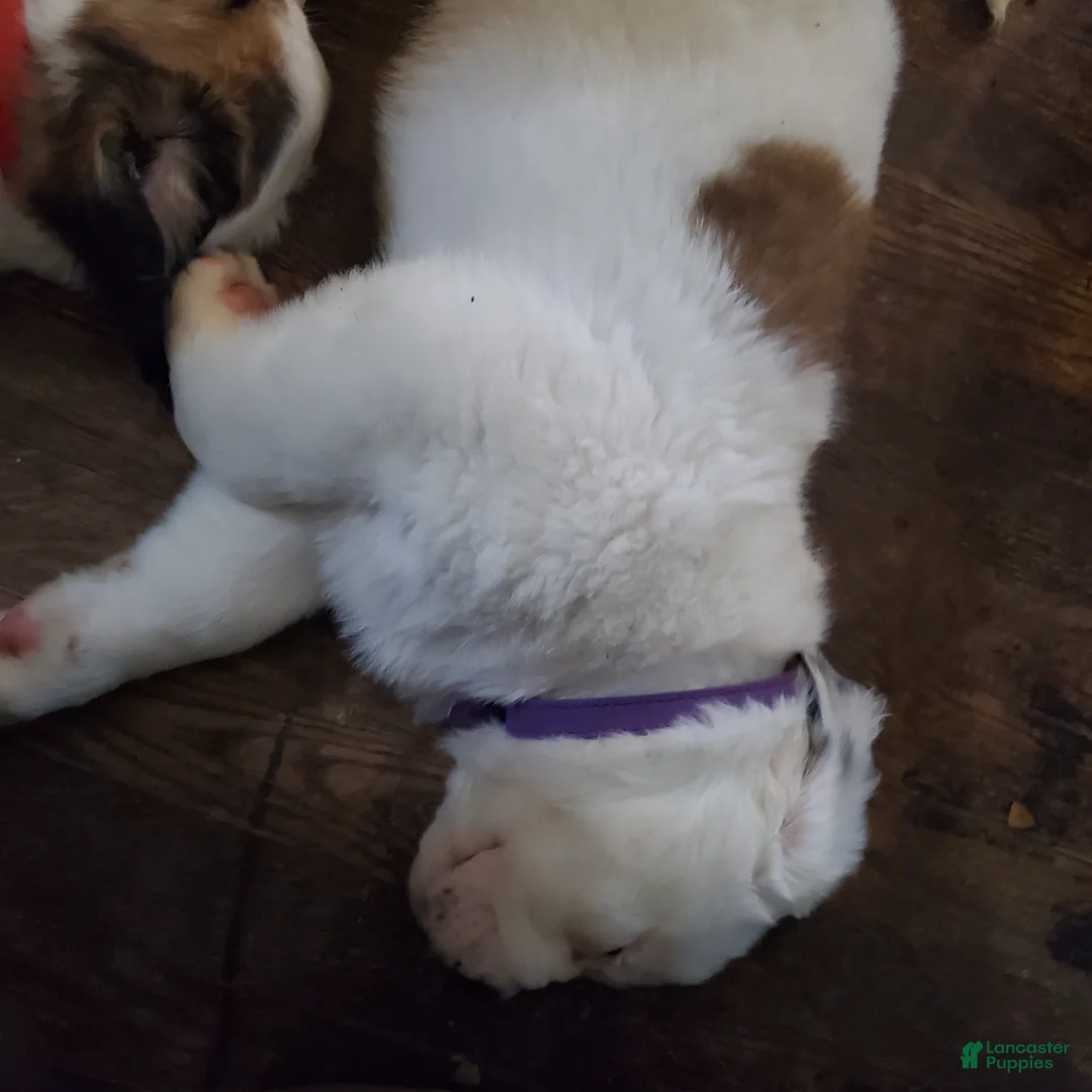 Saint Bernard dogs for sale: Saint Bernard Puppy 3 - Ad 2