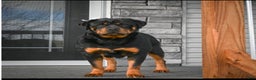 Rottweiler dogs for sale: Tater Tot  - Ad 9