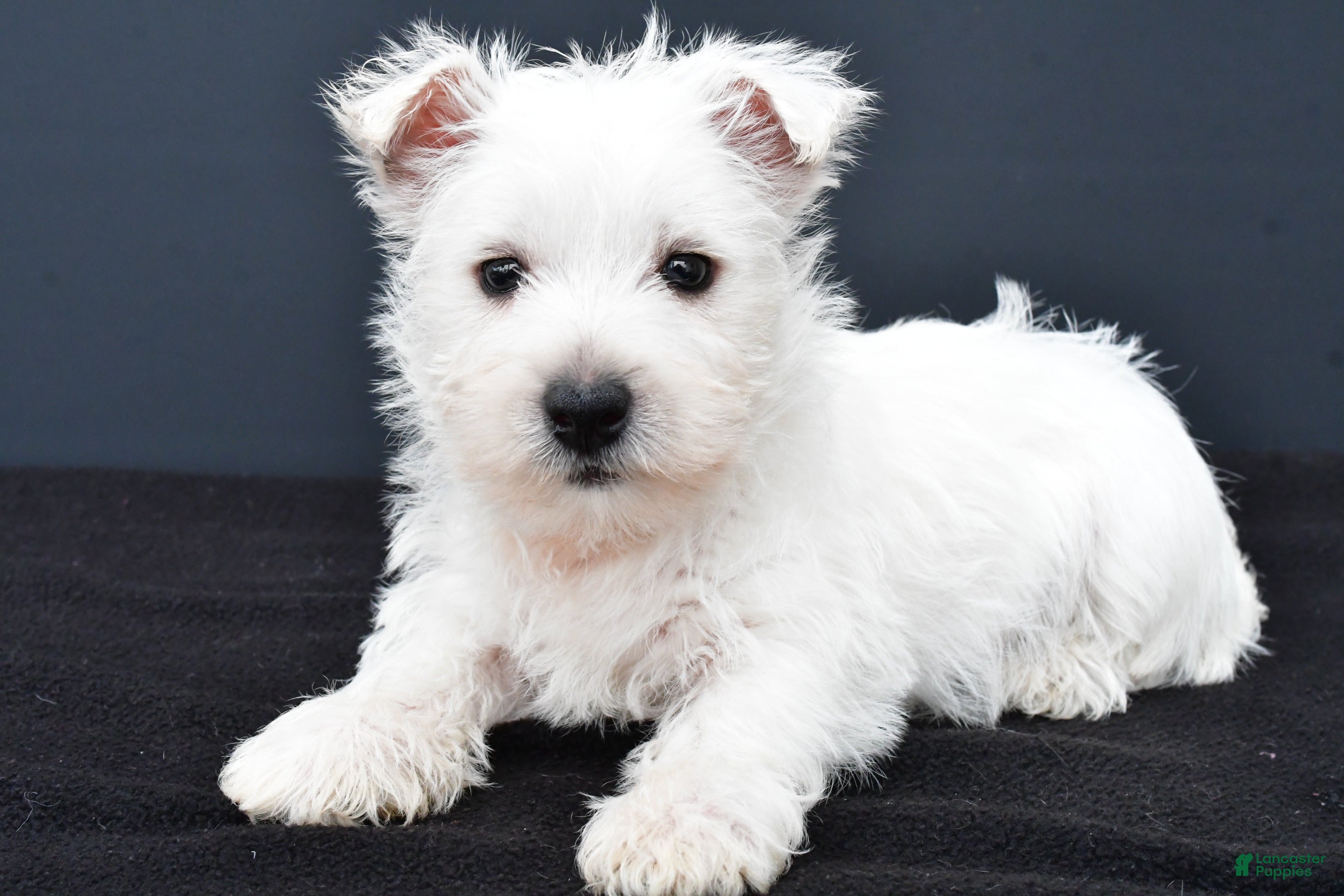 Dog White Terrier 17 White Dog Breeds PetMD