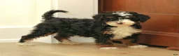 Mini Bernedoodle dogs for sale: Hannah  - Ad 3