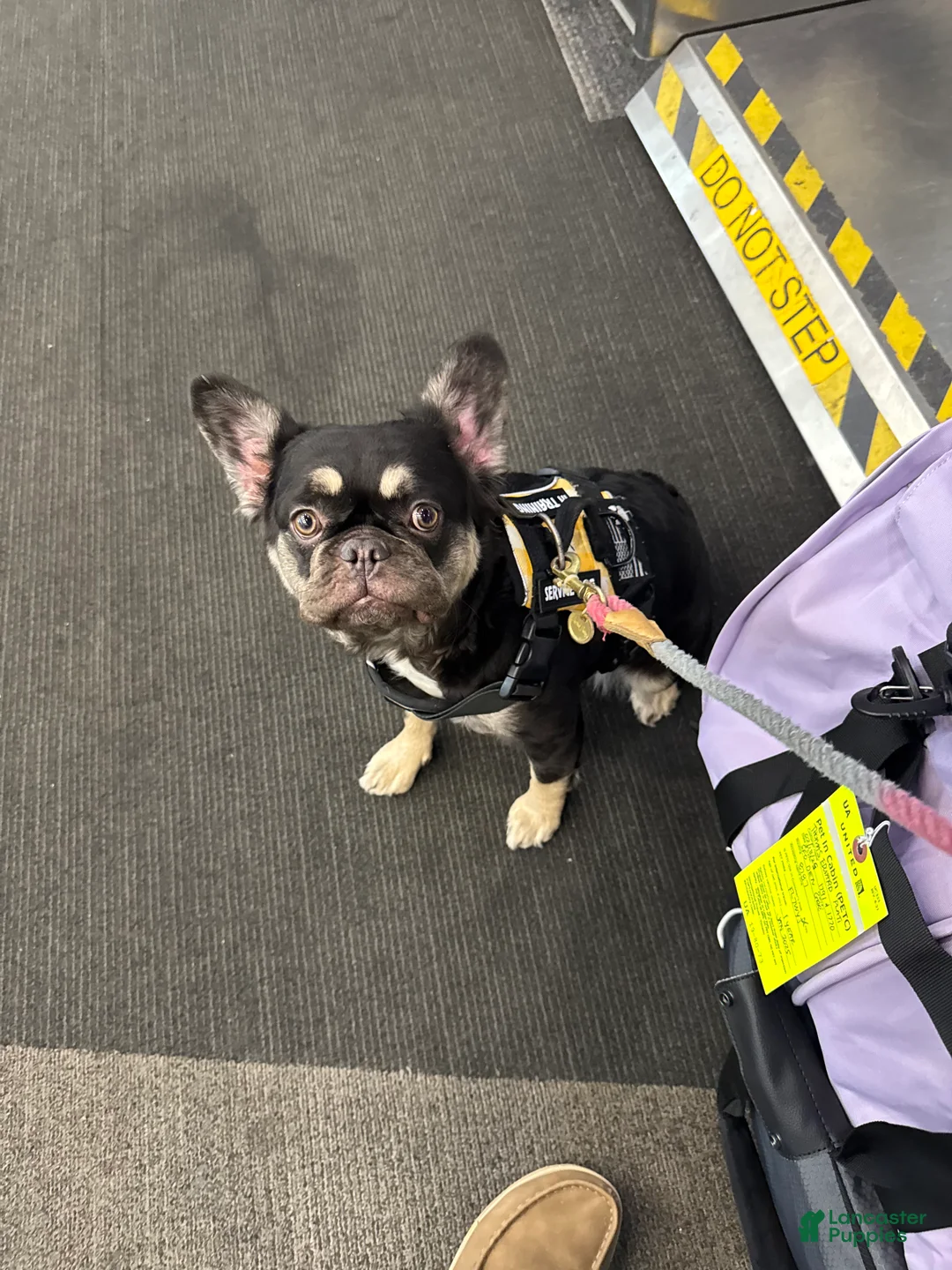 French Bulldog dogs for sale: Misty - Ad 4