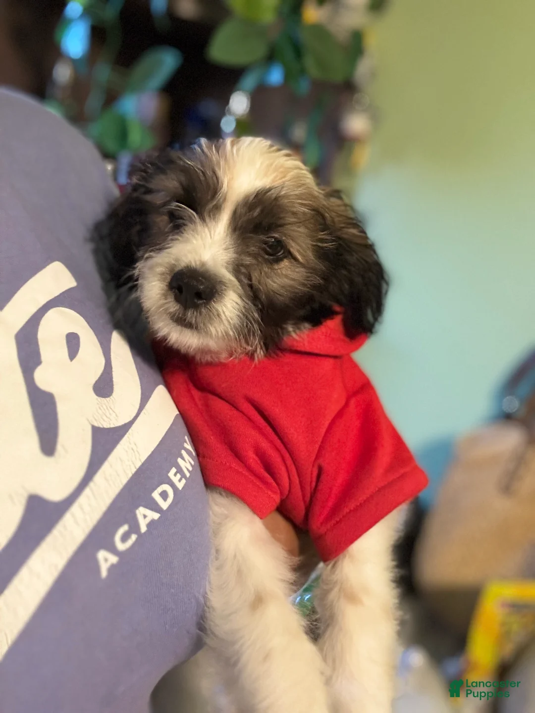 Mixed Breed dogs for sale: Jack  - Ad 2