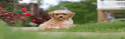 Bichpoo dogs for sale: Mia - Ad 3