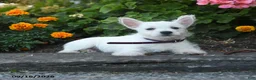 West Highland Terrier dogs for sale: Dillan - Ad 4