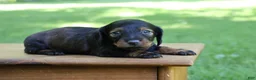 Miniature Dachshund dogs for sale: Mini Dachshund: Eric - Ad 3