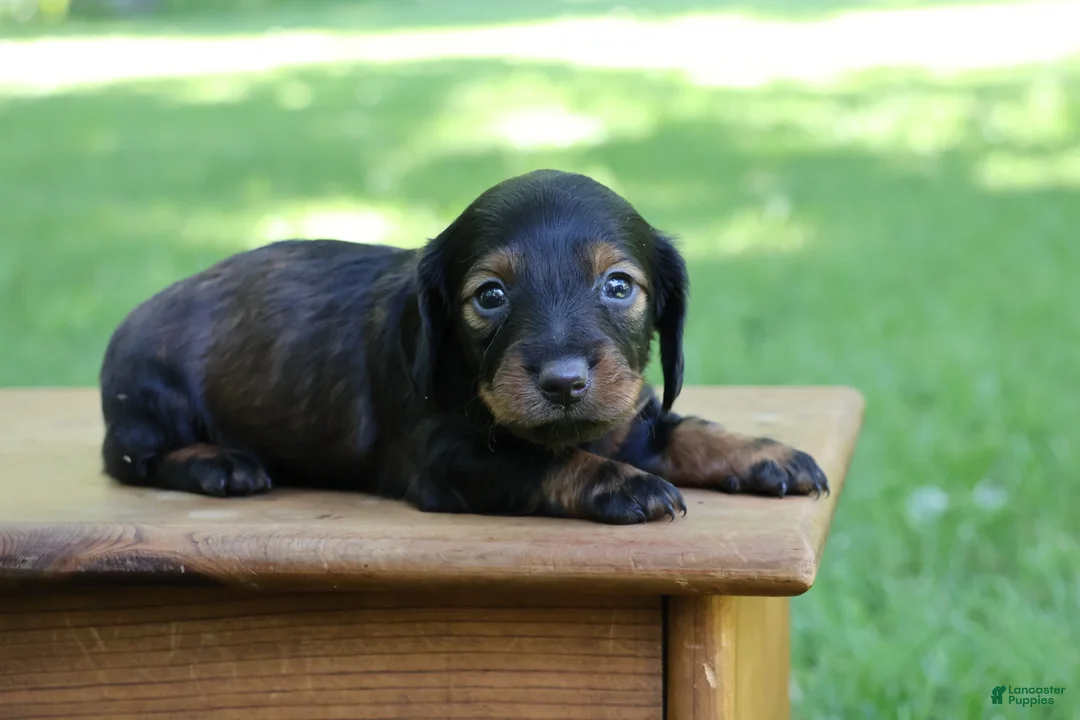 Miniature Dachshund dogs for sale: Mini Dachshund: Eric - Ad 2