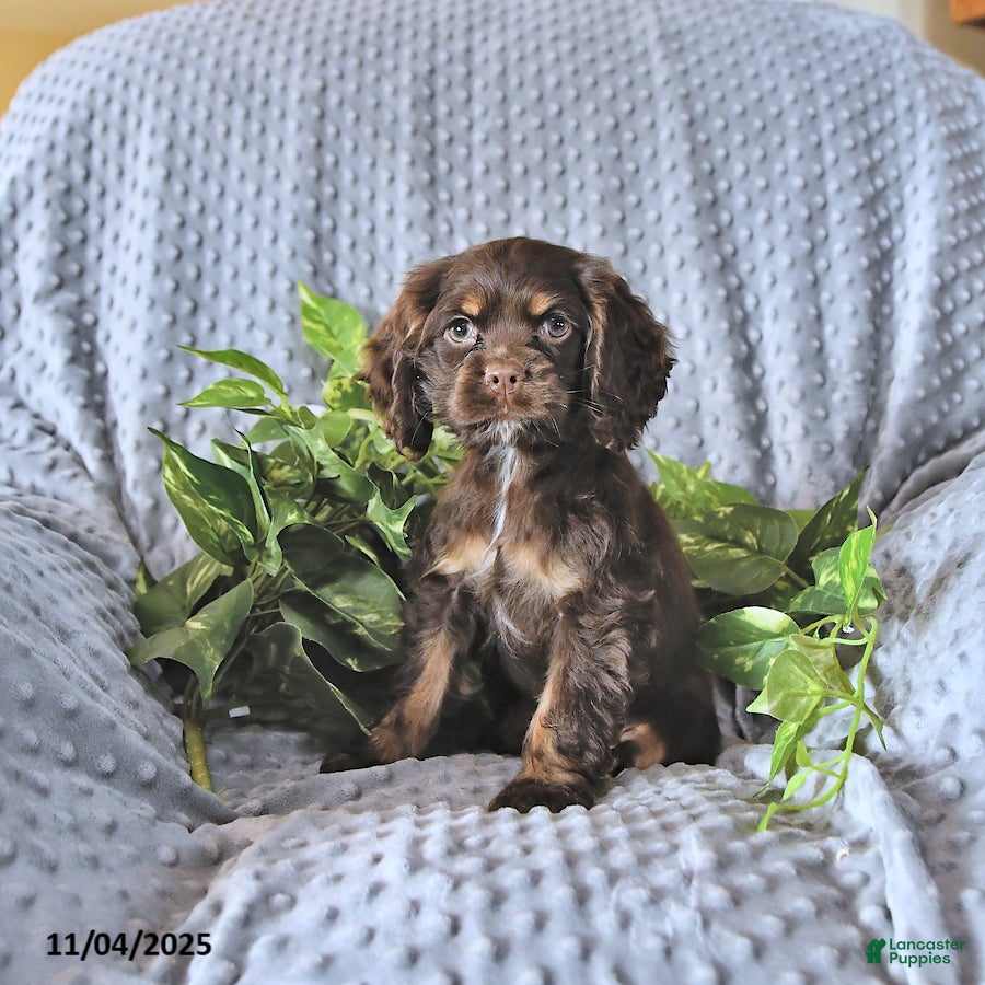 Cocker Spaniel dogs Mavis - Ad 7