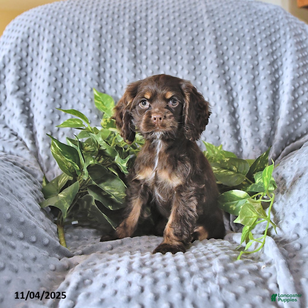 Cocker Spaniel dogs for sale: Mavis - Ad 1