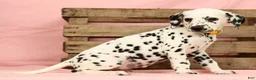 Dalmatian dogs for sale: Mandy - Ad 6