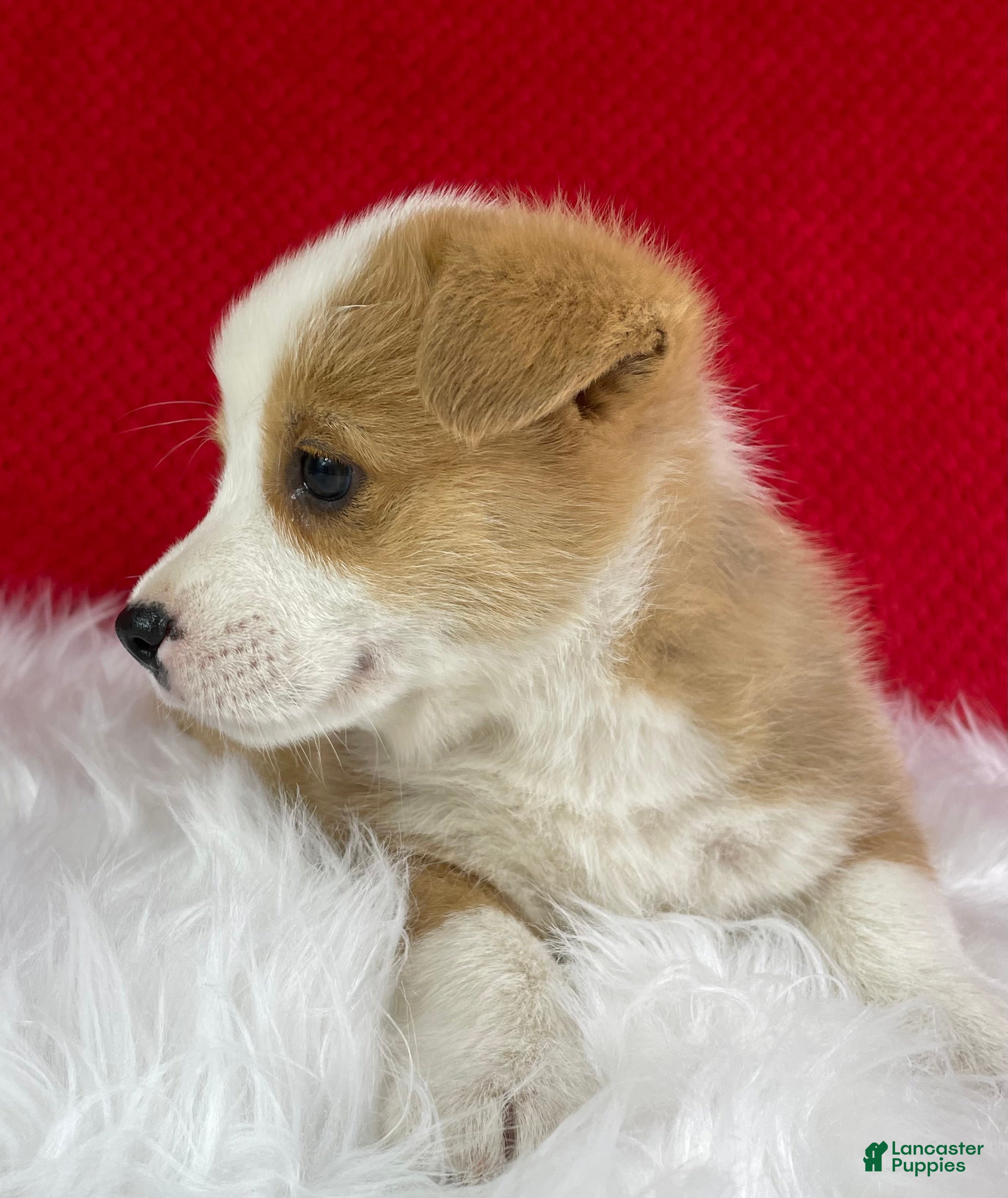 Welsh Corgi Pembroke dogs Ollie - Ad 2