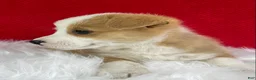 Welsh Corgi Pembroke dogs for sale: Ollie - Ad 2