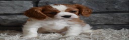 Cavalier King Charles Spaniel dogs for sale: Rocky - Ad 7