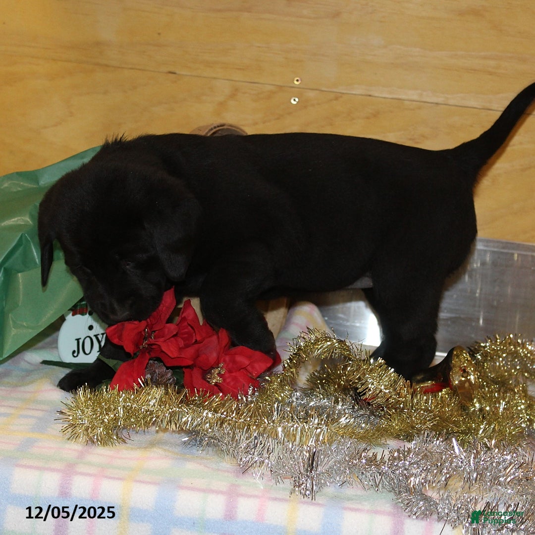 Goldador dogs for sale: Bell  - Ad 2