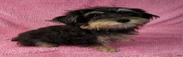 Yorkiepoo dogs for sale: Jewel Sunshine - Ad 5