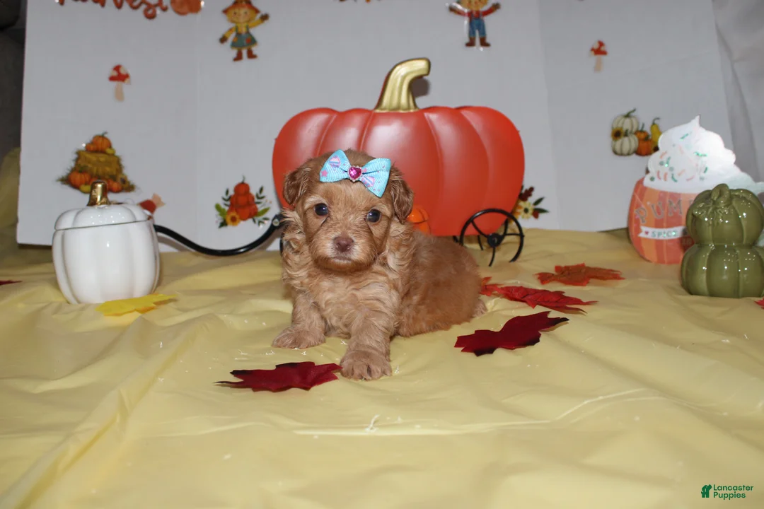 Yorkshire Terrier dogs for sale: Zoey  - Ad 3