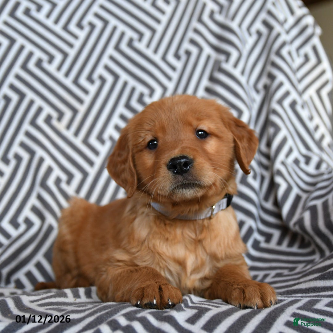 Golden Retriever dogs for sale: Lima Bean - Ad 3