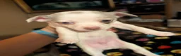 Chihuahua dogs for sale: Eeyore - Ad 3