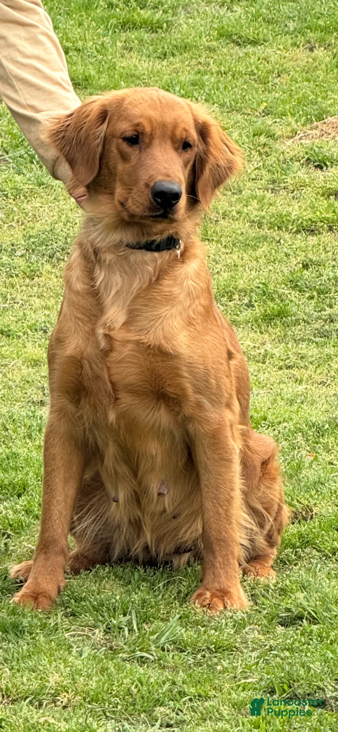 Golden Retriever dogs for sale: Purple Male -Penny  - Ad 14