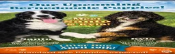 Bernedoodle dogs for sale: Santo Jr - Ad 2