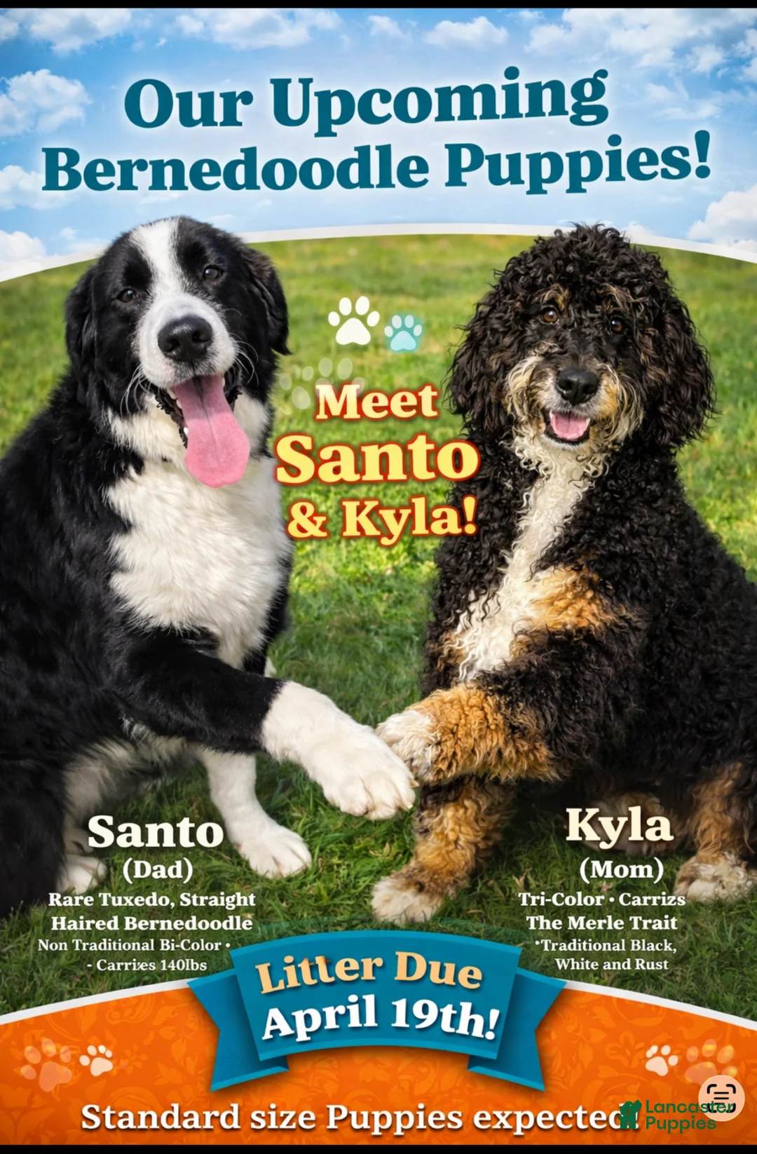 Bernedoodle dogs for sale: Santo Jr - Ad 2